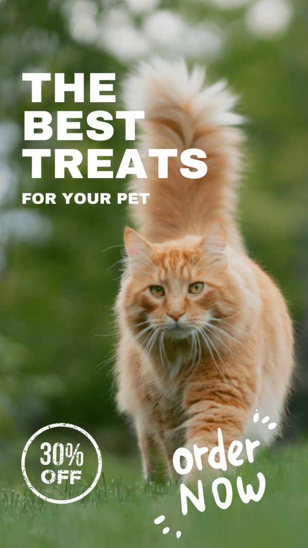 The best Treats for your cat